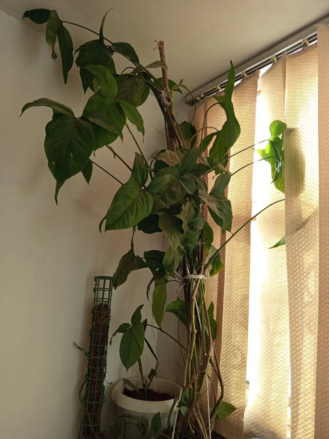 گل گوش|گل و گیاه طبیعی|مشهد, شهید قربانی|دیوار