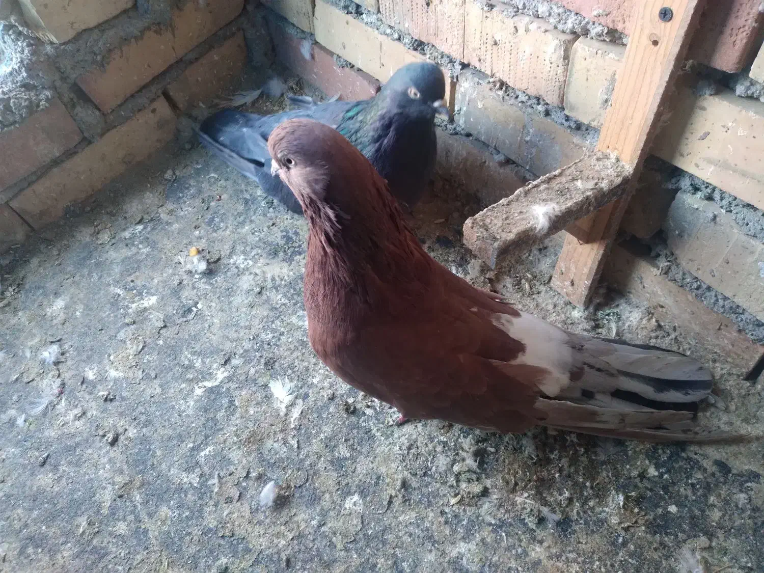 کبوتر|پرنده|آزادشهر, |دیوار