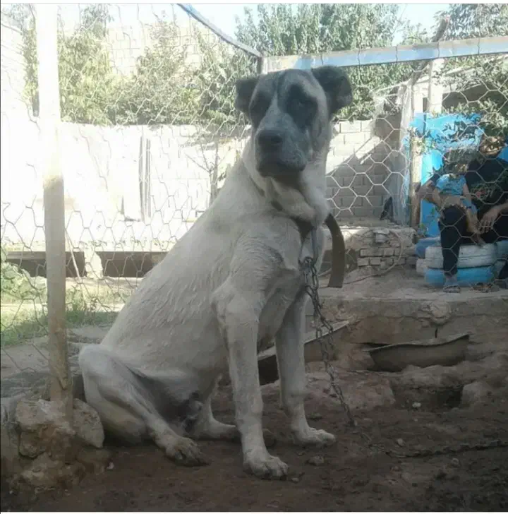 سگ سرابی|سگ|نیشابور, مازول|دیوار