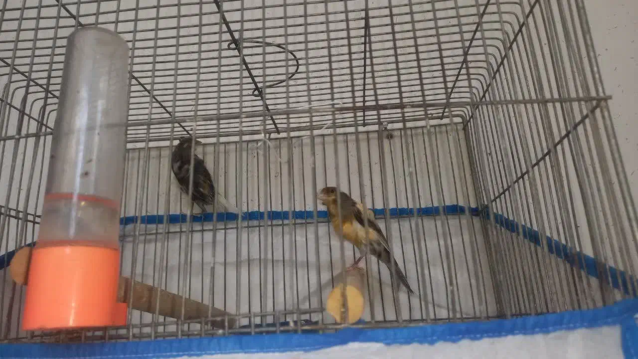 کوتوله مولد وقناری|پرنده|نجف‌آباد, قلعه سفید|دیوار