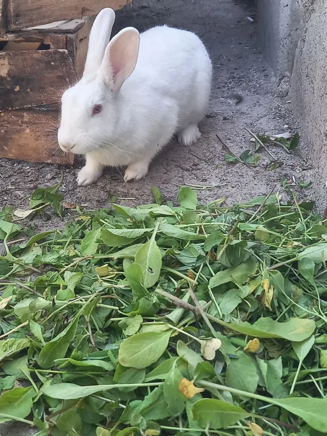 خرگوش|موش و خرگوش|ایذه, |دیوار