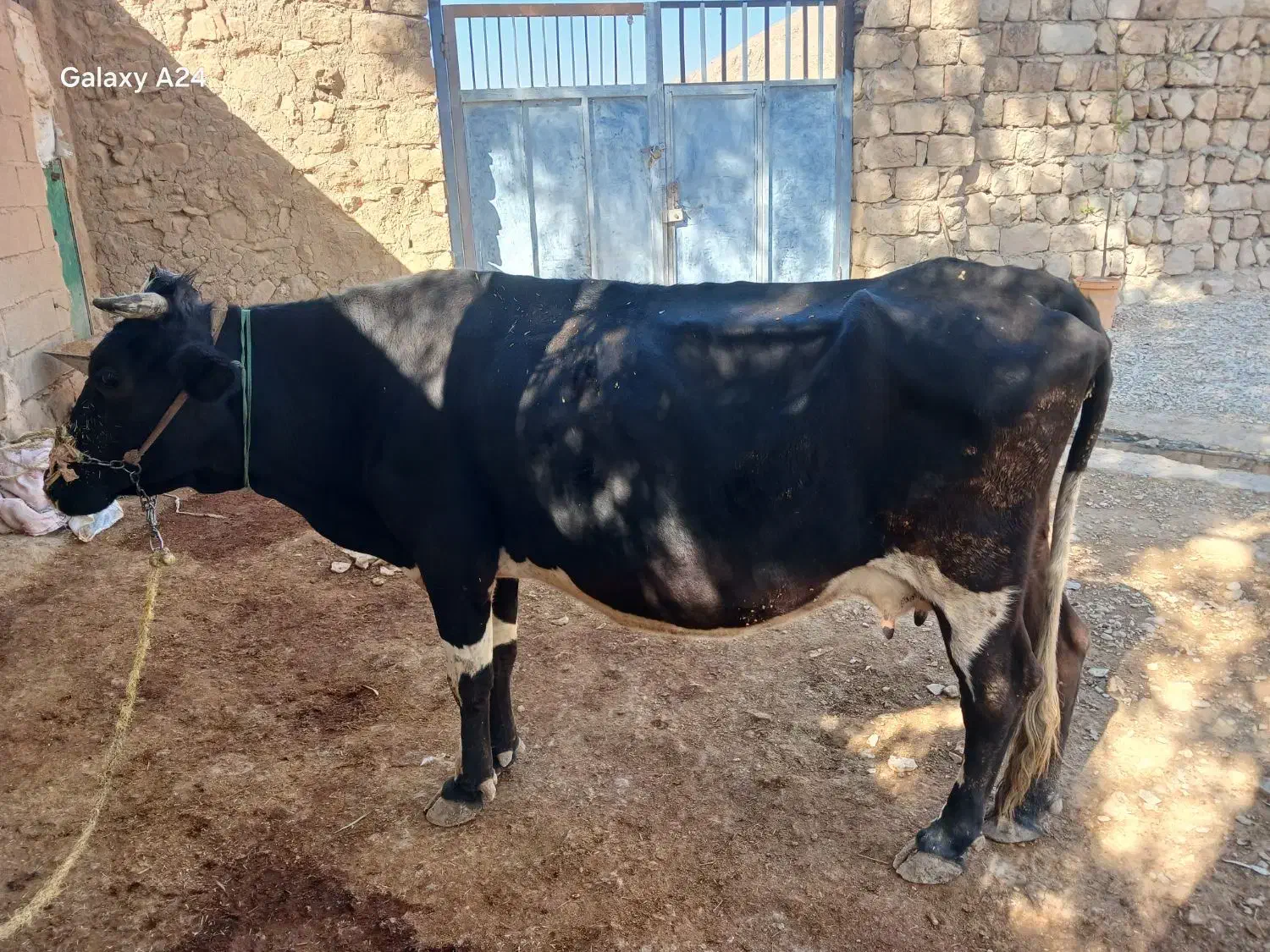 ماشین|حیوانات مزرعه|طرهان, |دیوار