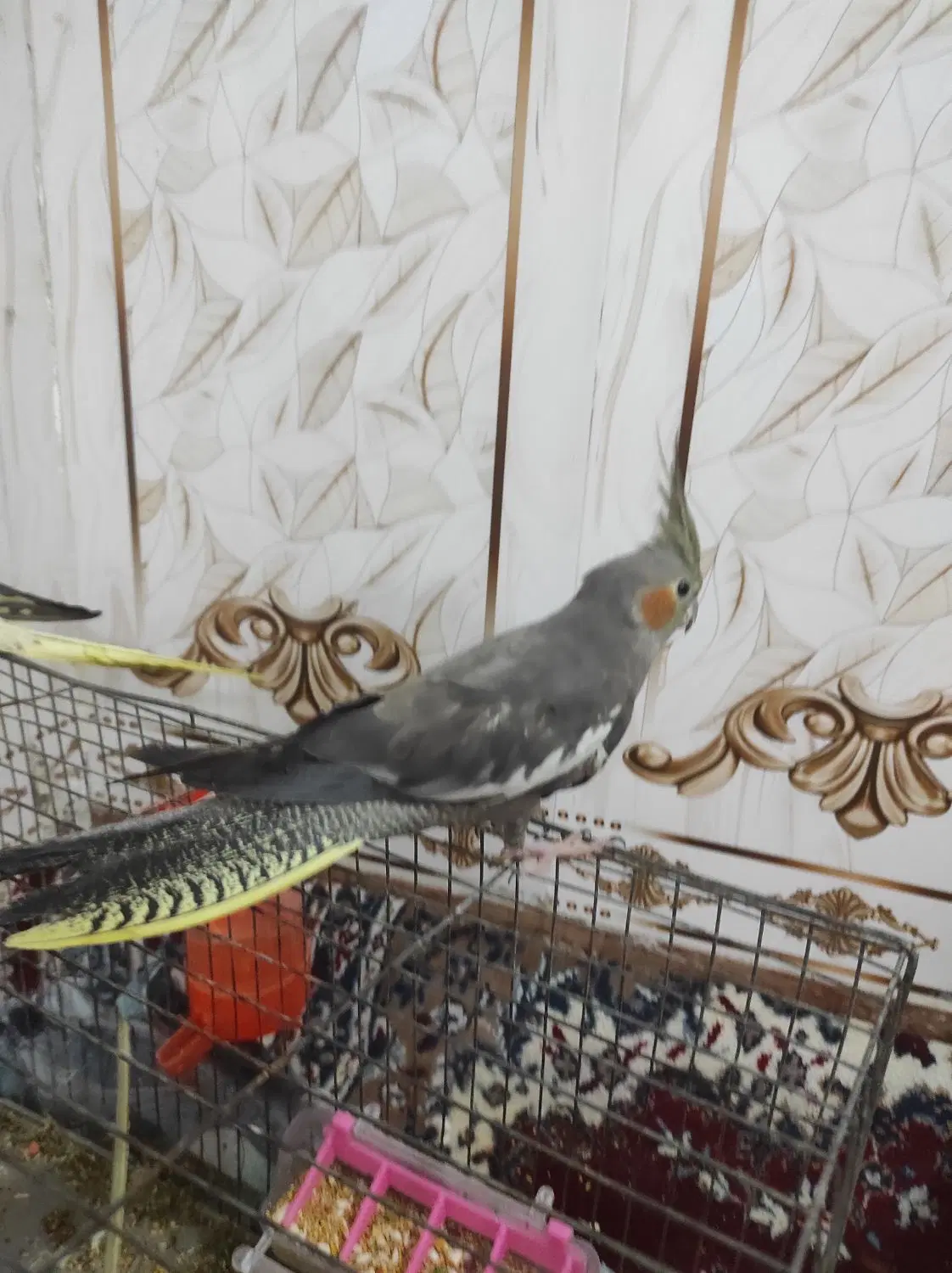123|پرنده|کارون, |دیوار