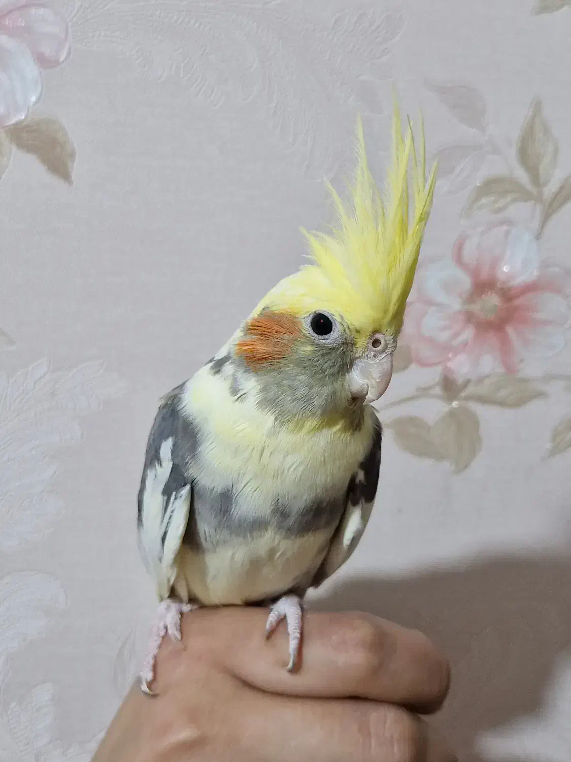 طوطی عروس هلندی تازه دونخور مناسب اهلی وسخنگو کردن|پرنده|تبریز, |دیوار