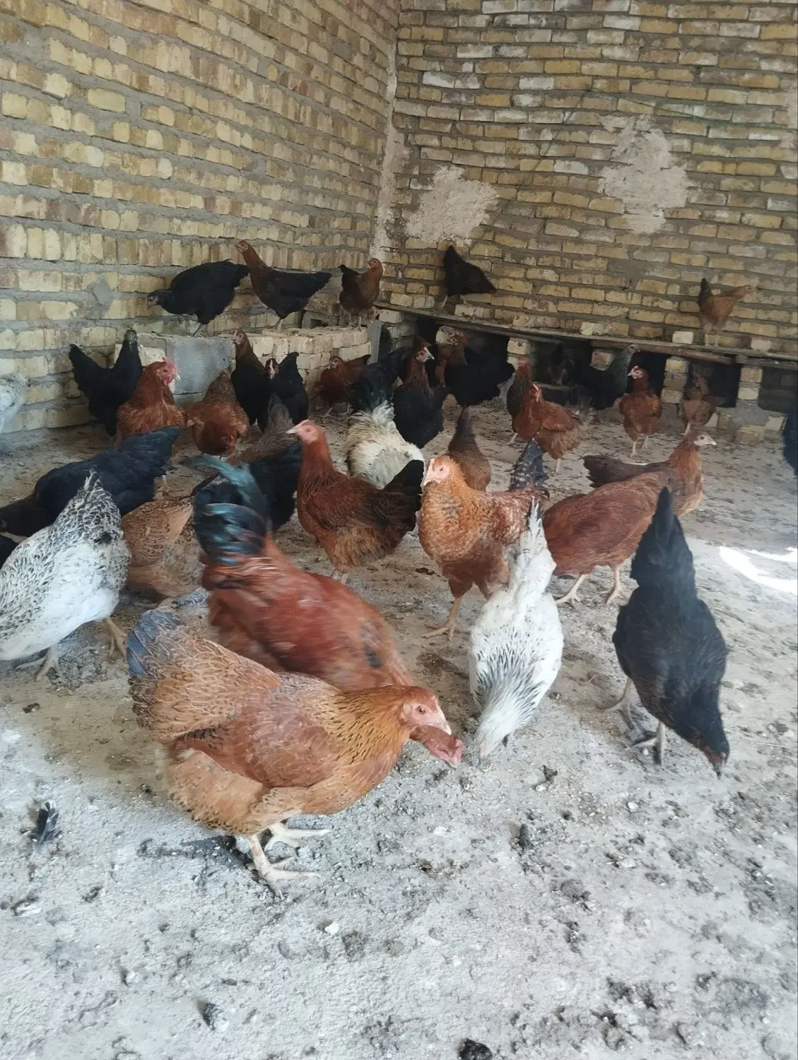 مرغ|حیوانات مزرعه|خرمدره, |دیوار