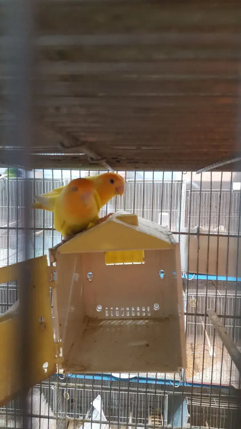 طوطی برزیلی|پرنده|شیراز, شهرک جماران|دیوار