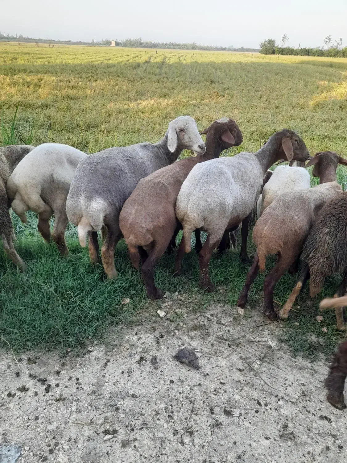 گوسفند نر سیلک|حیوانات مزرعه|آکند, |دیوار