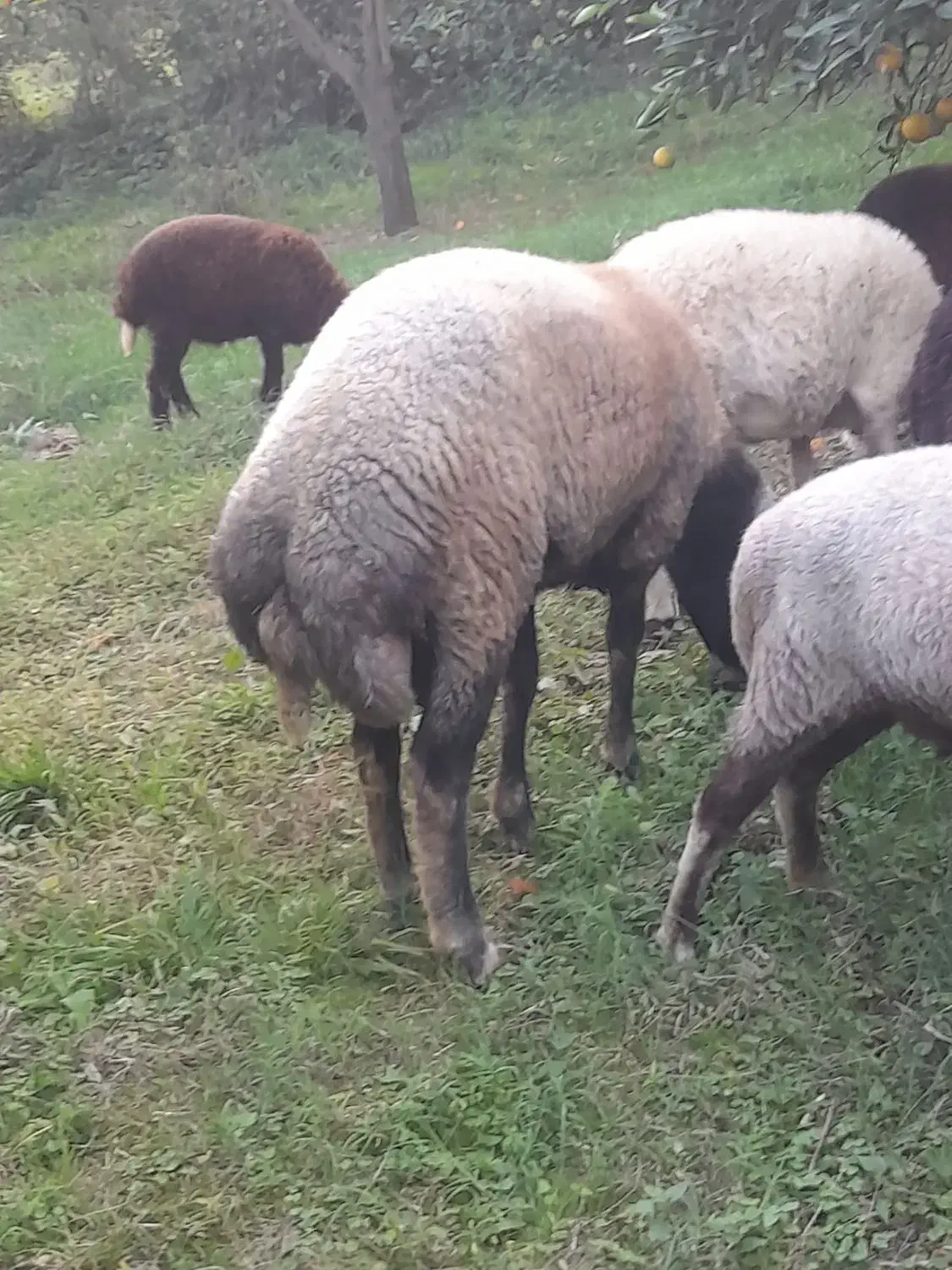 گوسفند نر تخمی|حیوانات مزرعه|قائم‌شهر, |دیوار