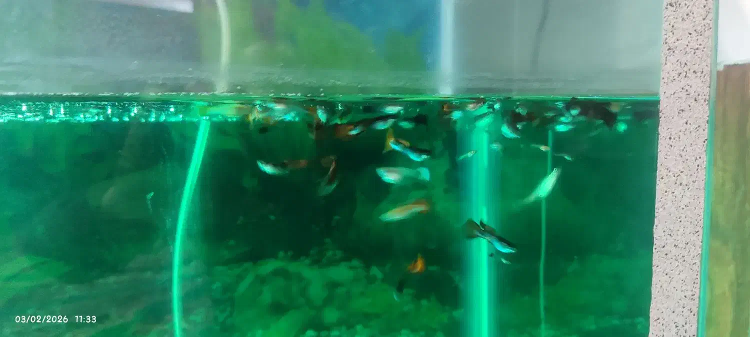 اکواریوم|ماهی|محمدبار, |دیوار