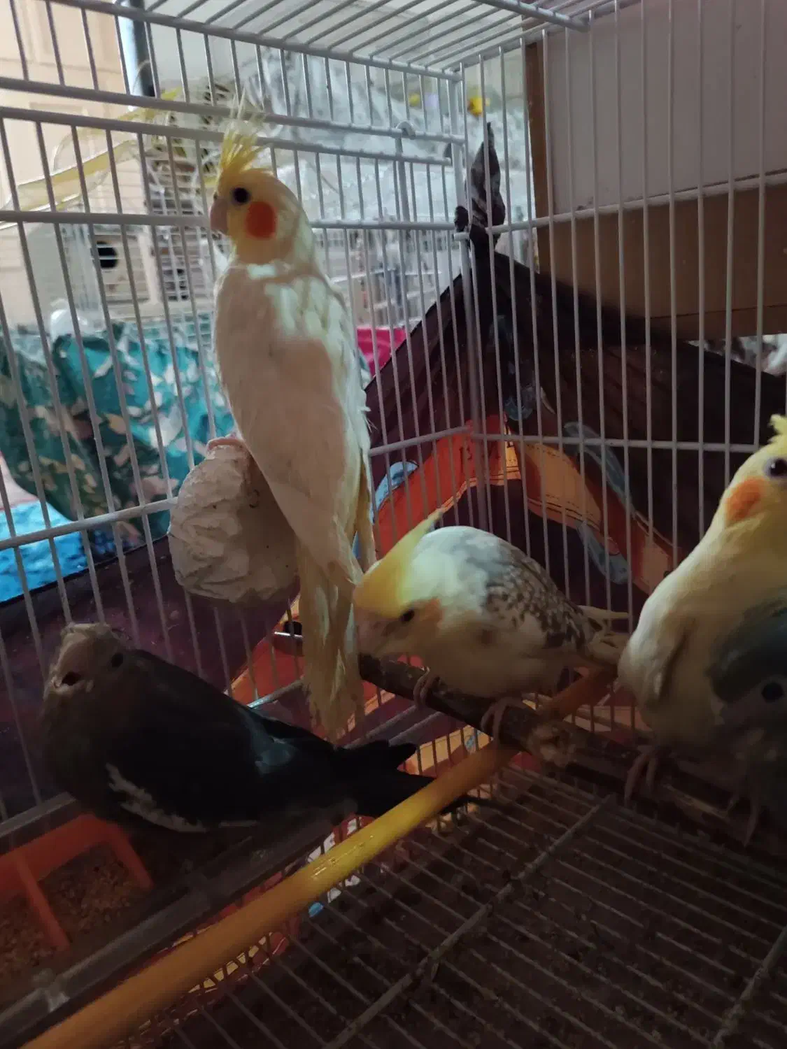 عروس هلندی تازه دون خور|پرنده|اصفهان, برزان|دیوار