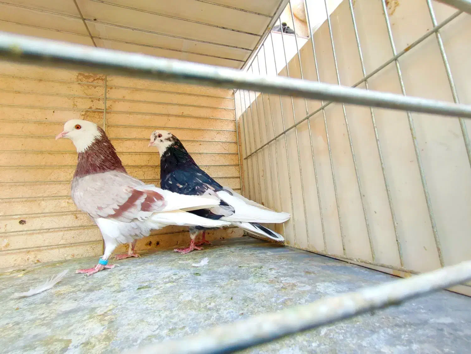 مایه کبوتران پرشی کاشان|پرنده|کاشان, میدانگاه آقا|دیوار