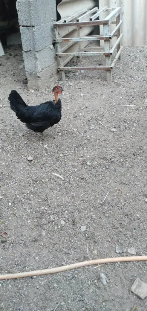 مرغ و خروس|حیوانات مزرعه|اهواز, فولاد|دیوار