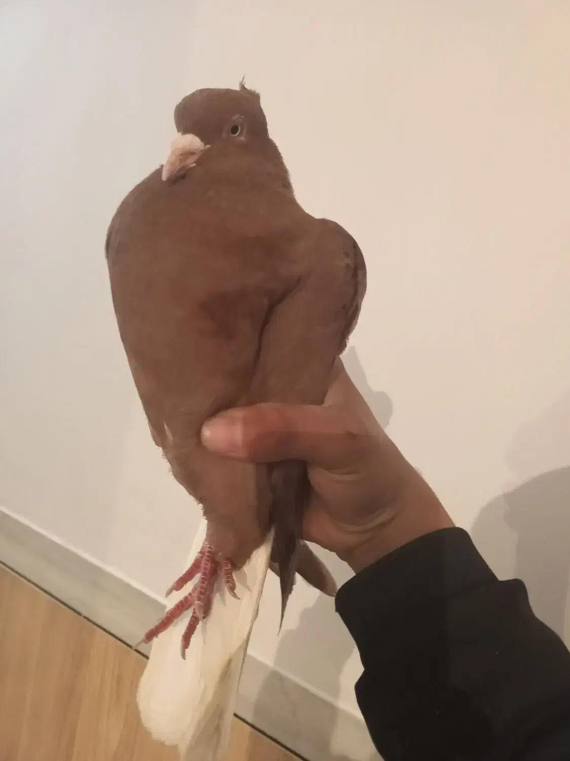 کبوتر سرخ دم سفید|پرنده|فرخشهر, |دیوار