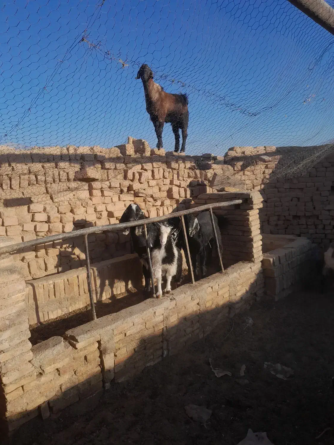 سه عدد کره نر  پاکستانی هر سه تا مال یک بز هستن|حیوانات مزرعه|ماهان, |دیوار