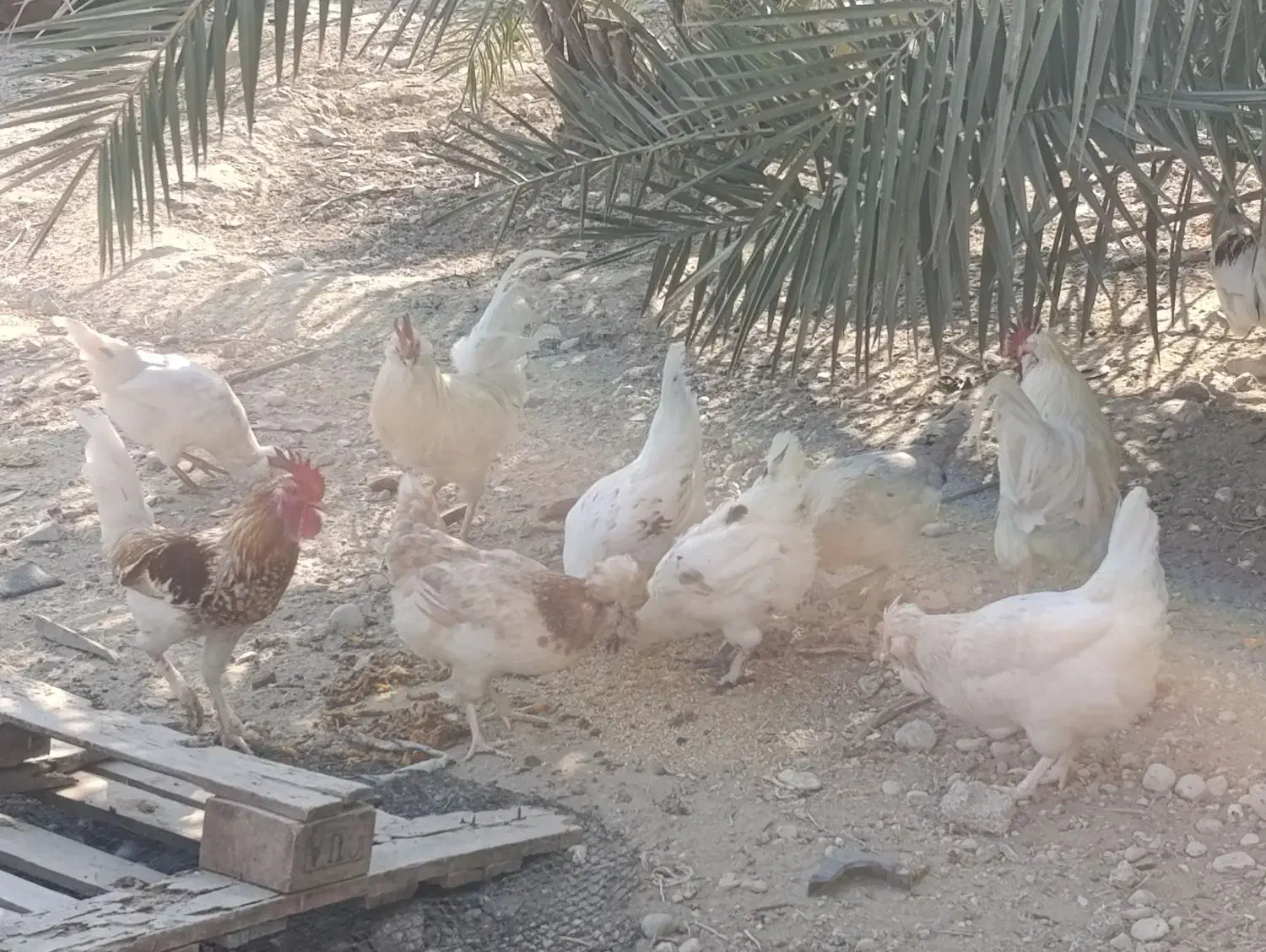 مرغ و خروس محلی|حیوانات مزرعه|اهرم, |دیوار