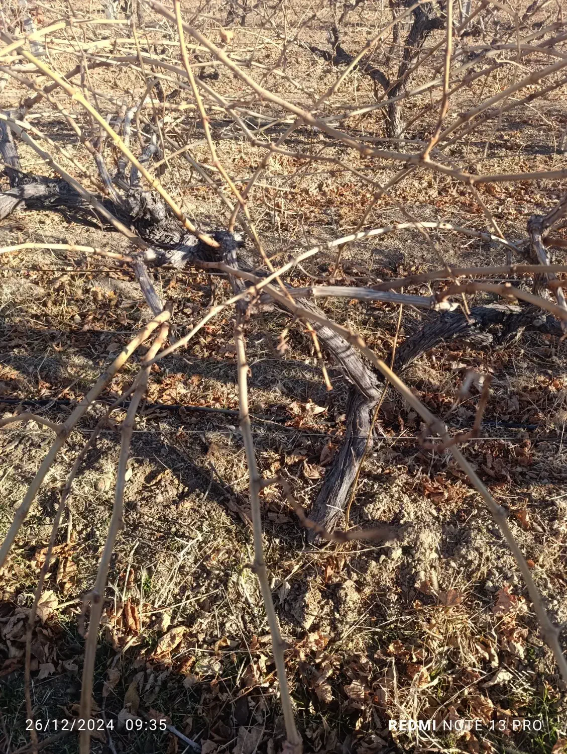 نهال های شش ساله انواع انگور های ایستاده داربستی|خدمات باغبانی و درختکاری|اصفهان, باغ نگاره|دیوار