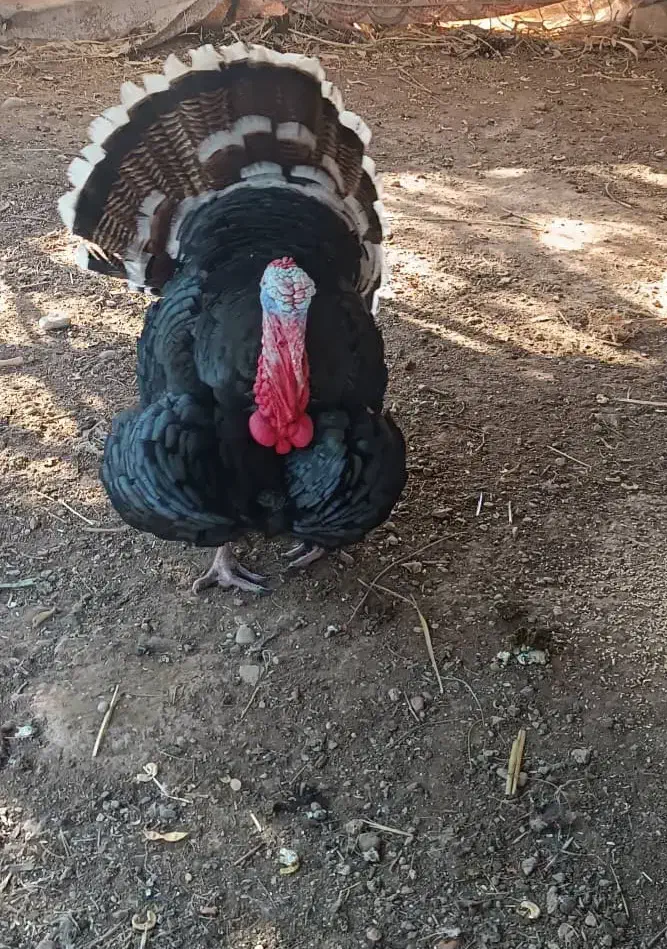 بوقلمون فروشی|حیوانات مزرعه|آبدانان, |دیوار