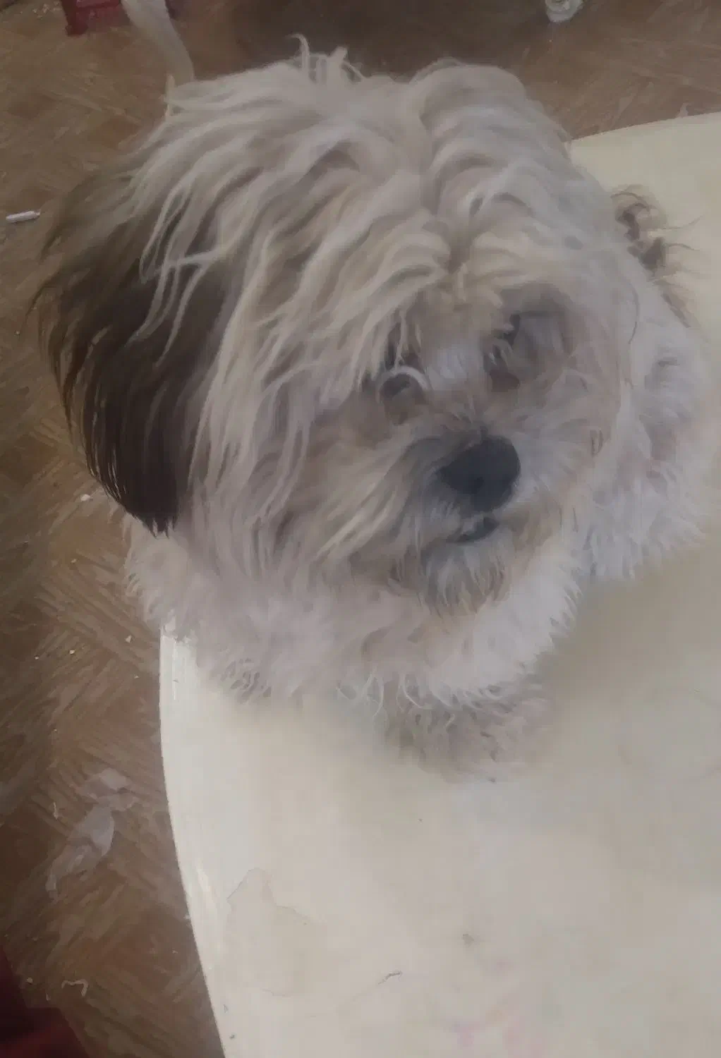 سگ شیتزوسوپرفلت عروسکی|سگ|پاکدشت, پاکدشت (مامازند)|دیوار