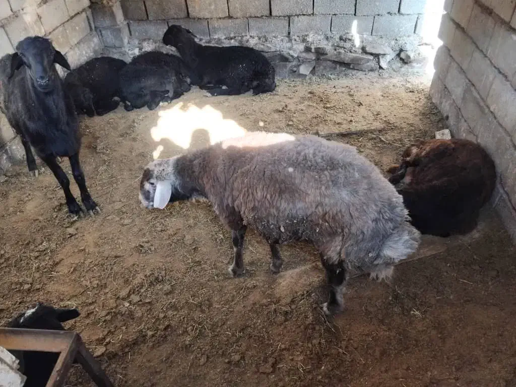 بره نر ۸عدد|حیوانات مزرعه|شاهرود, |دیوار