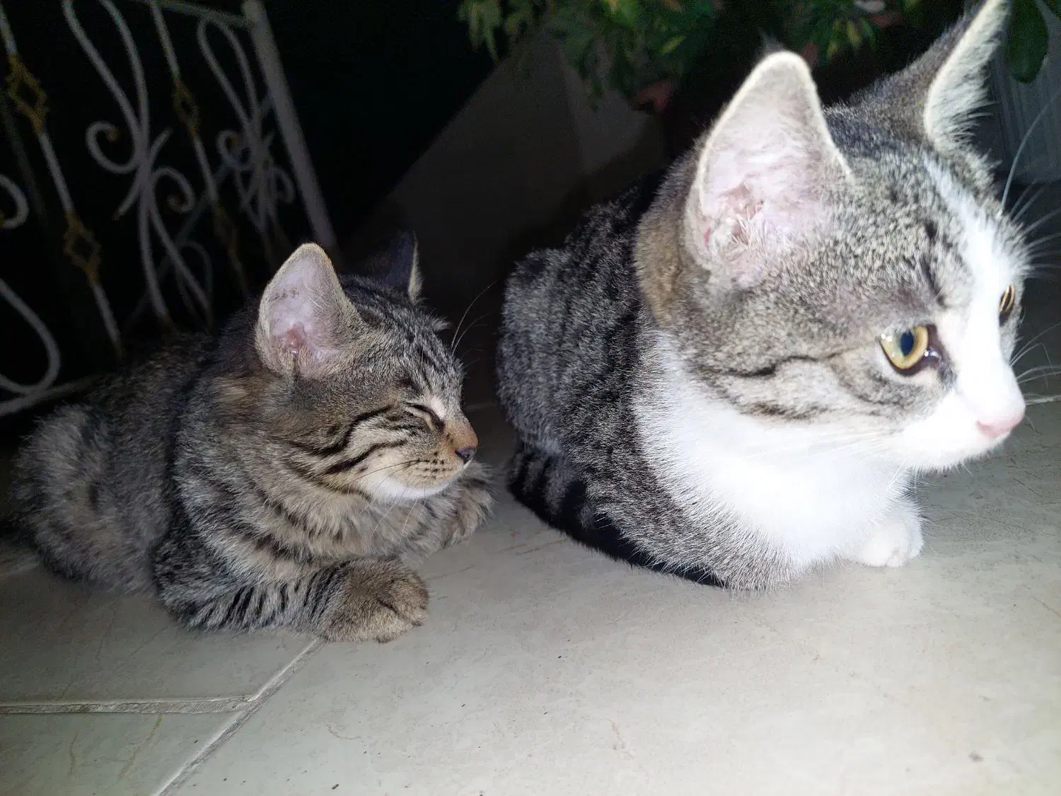 واگذاری رایگان گربه|گربه|چالوس, |دیوار