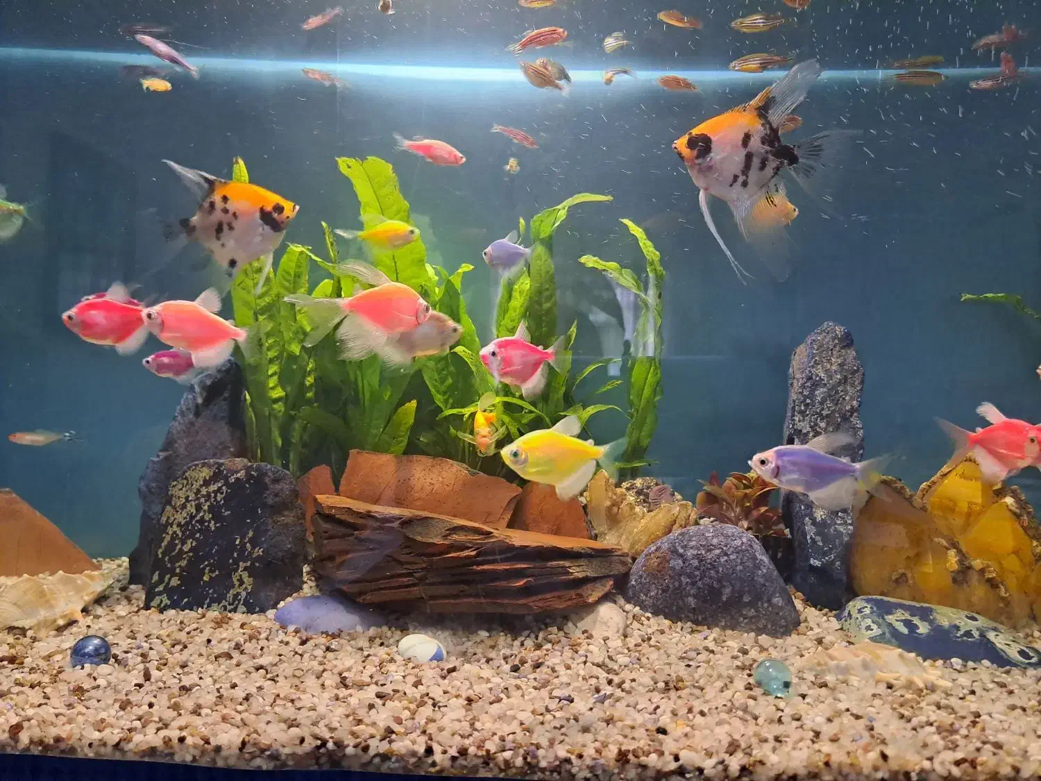 فروش ماهی انجل|ماهی|فردیس, فردیس|دیوار