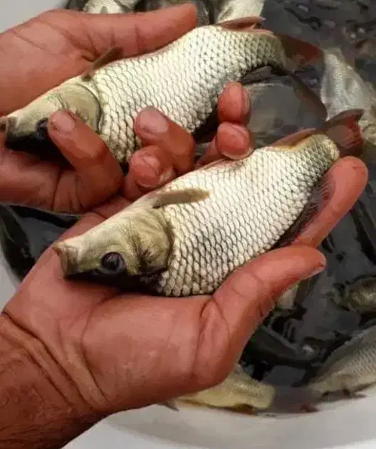 بچه ماهی کپور|ماهی|شوشتر, |دیوار