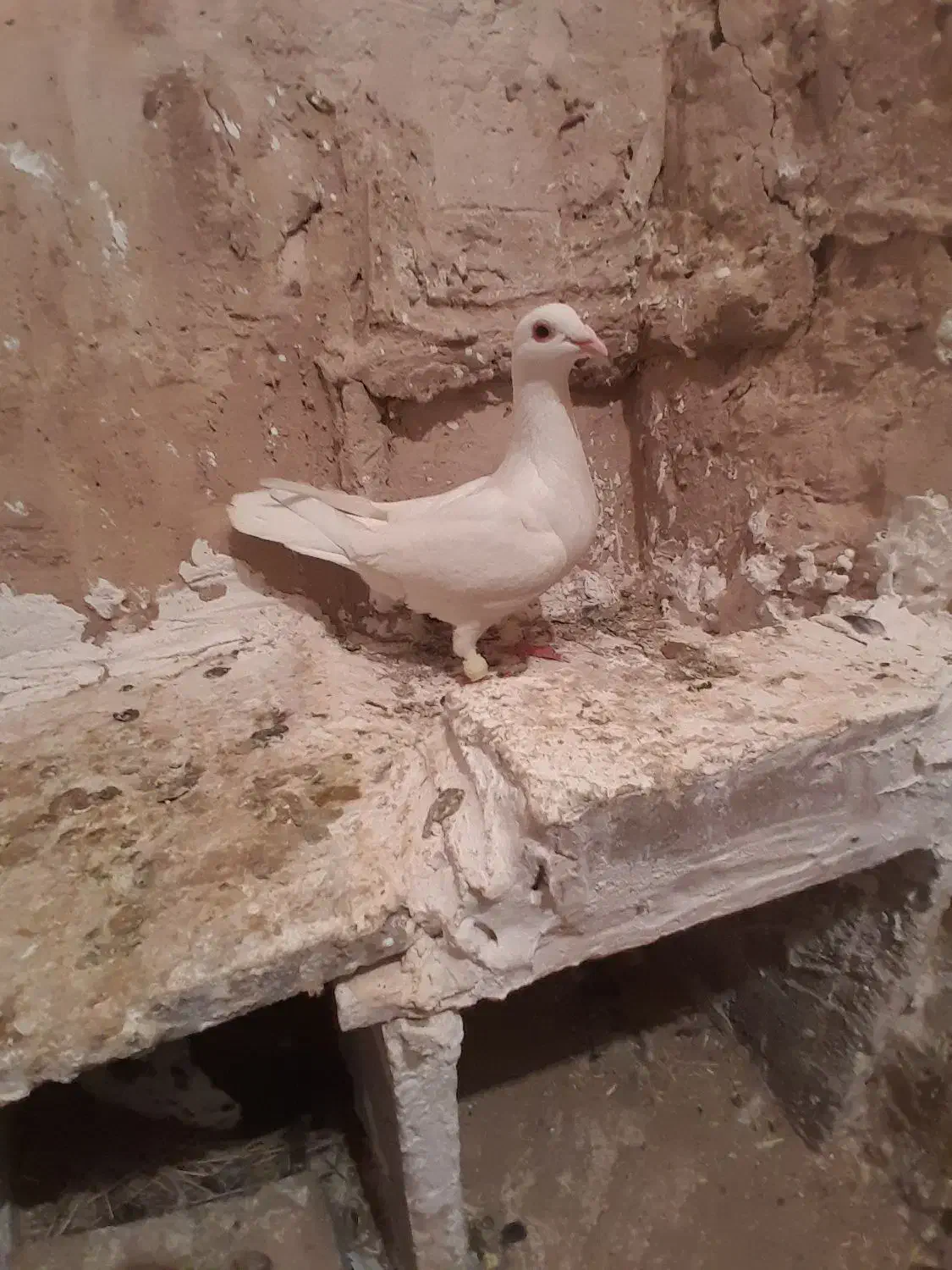 کفتر پرشی|پرنده|نیشابور, مازول|دیوار