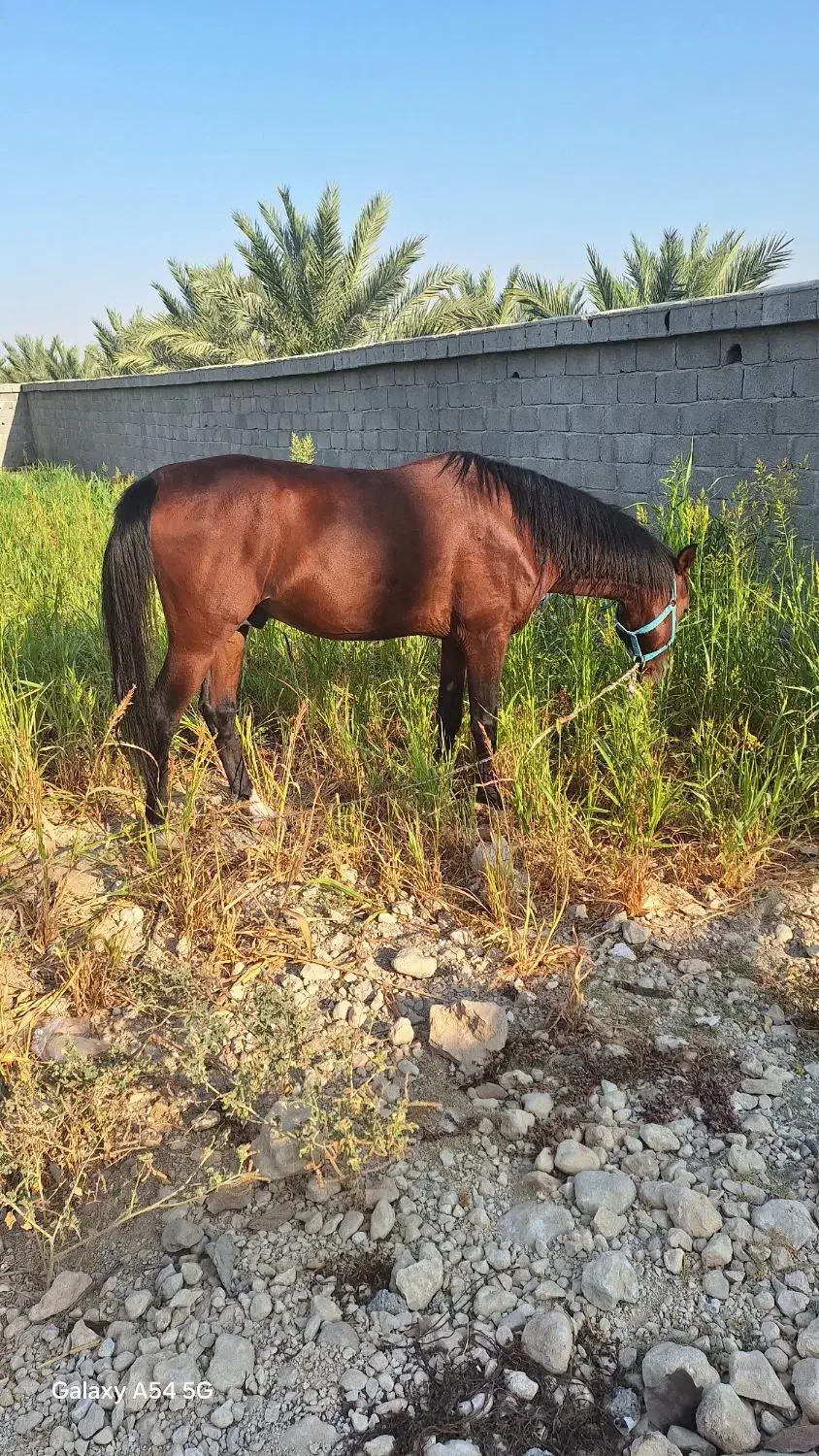 اسب درشورای|اسب و تجهیزات اسب‌سواری|ریز, |دیوار