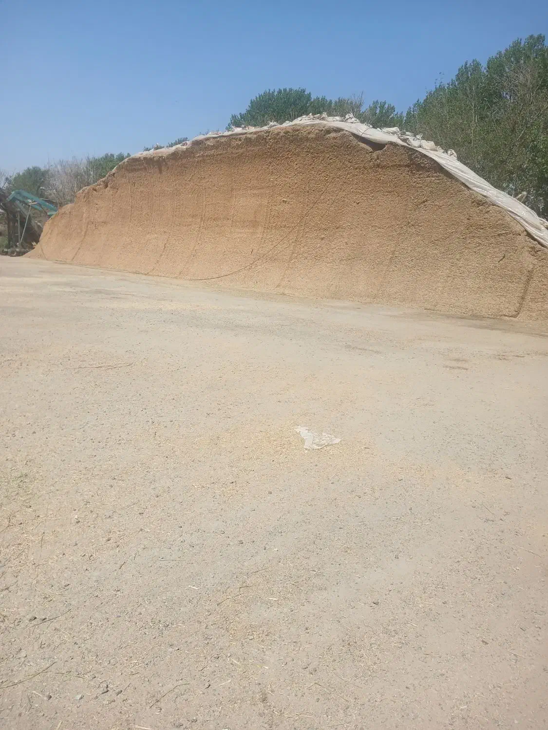 ذرت علوفه ایی|عمدهفروشی|بوئین زهرا, |دیوار