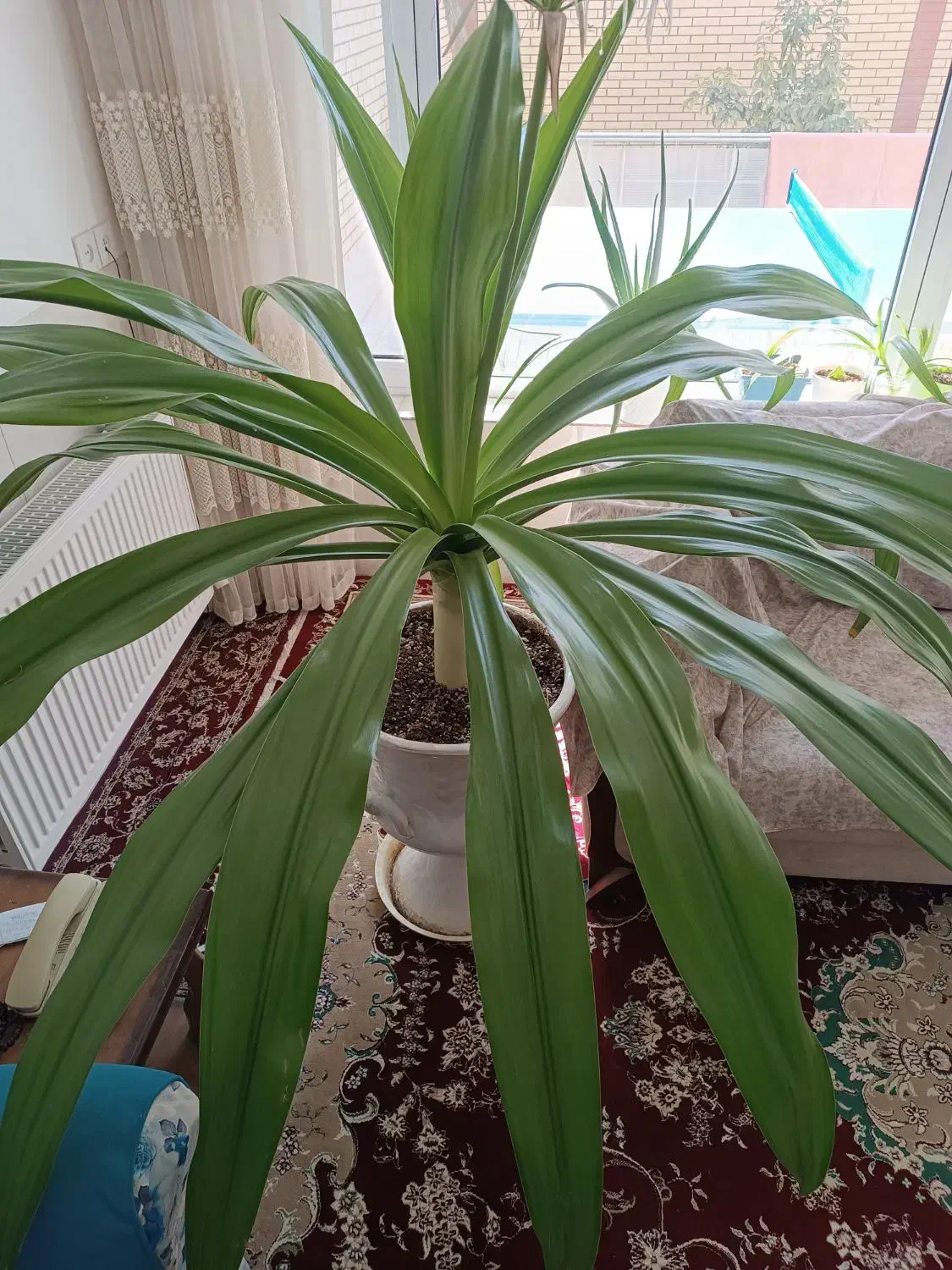 گل سوسن عنکبوتی|گل و گیاه طبیعی|اردکان, |دیوار