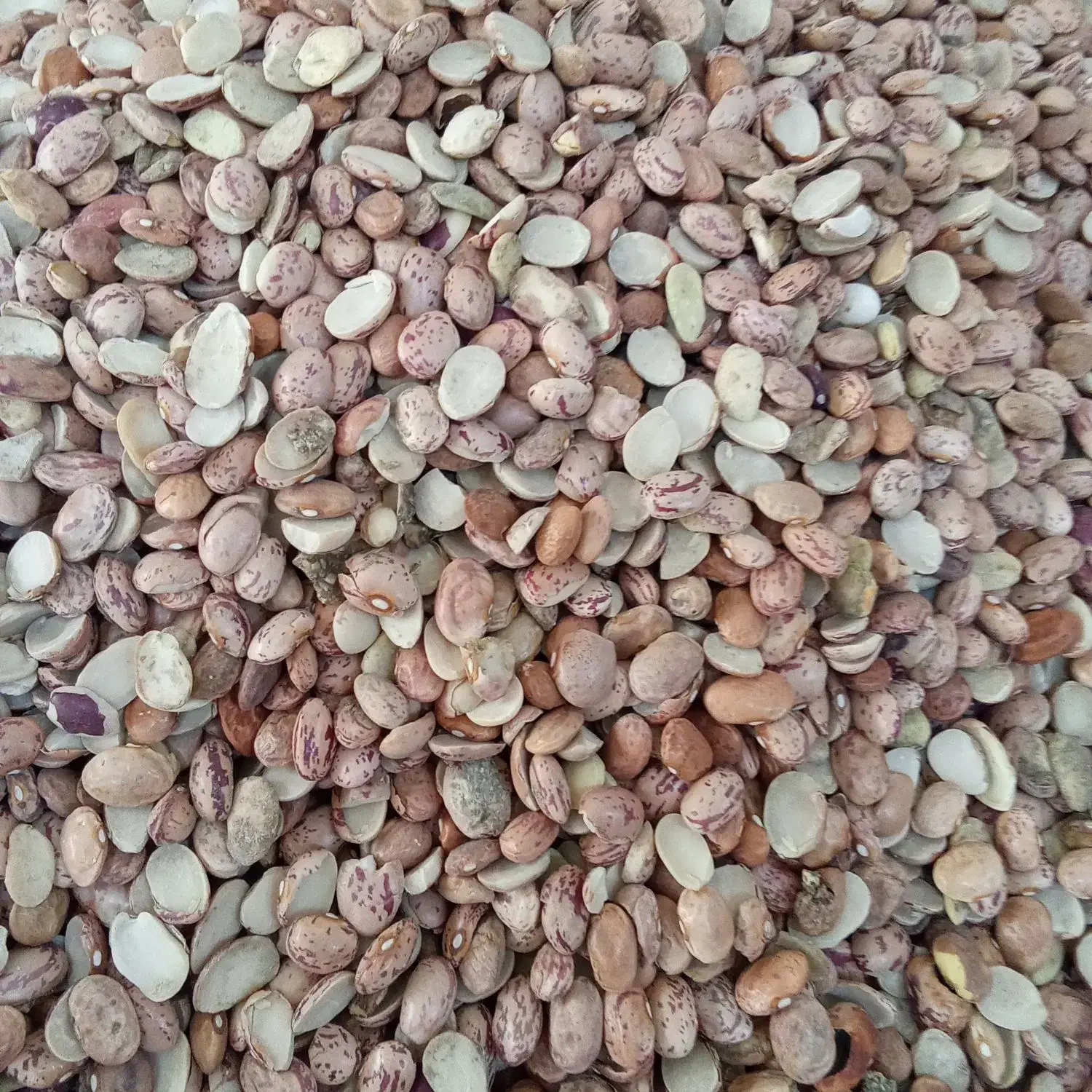 لوبیا چیتی ایرانی|خوردنی و آشامیدنی|قم, حاج زینل|دیوار