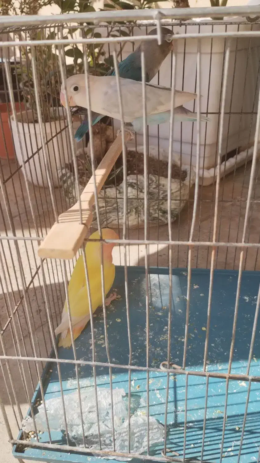 طوطی برزیلی فیشر|پرنده|کرج, دهقان ویلا|دیوار