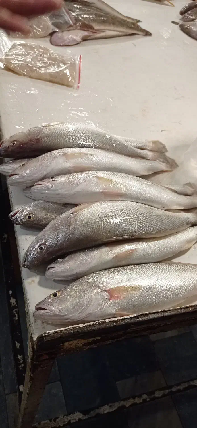 انواع ماهی و میگو بندرهندیجان|خوردنی و آشامیدنی|قم, جوی شور|دیوار