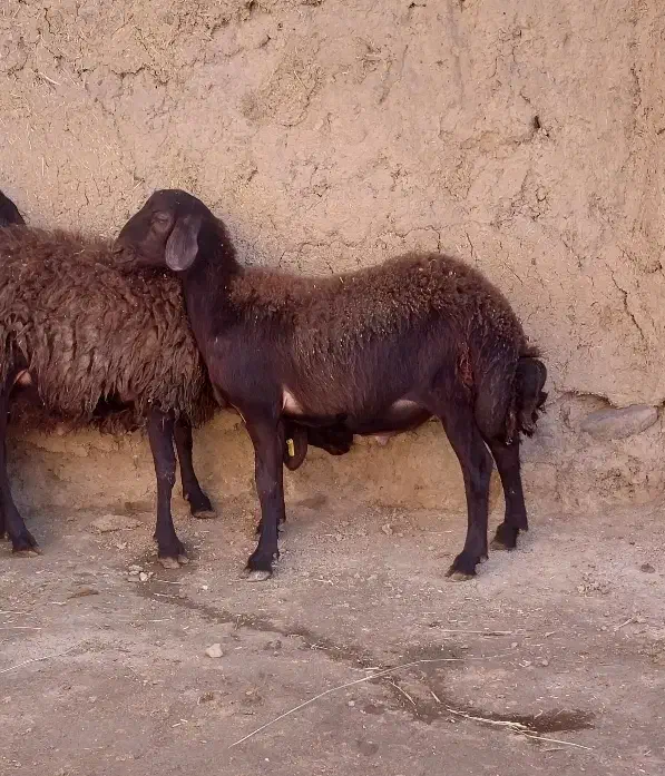 بره نر|حیوانات مزرعه|صائین قلعه, |دیوار