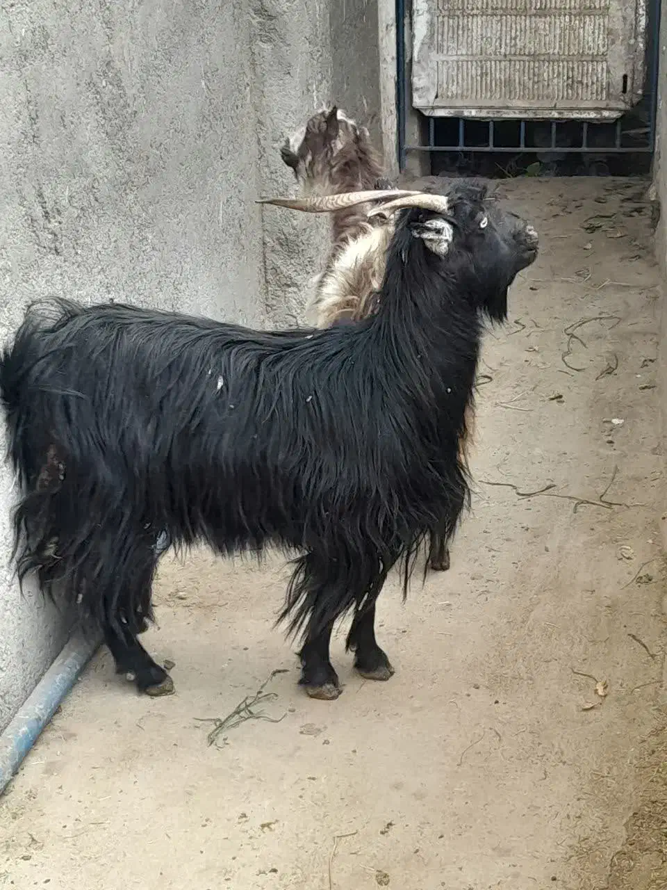 2عدد بز آبستن|حیوانات مزرعه|کاشان, لتحر|دیوار