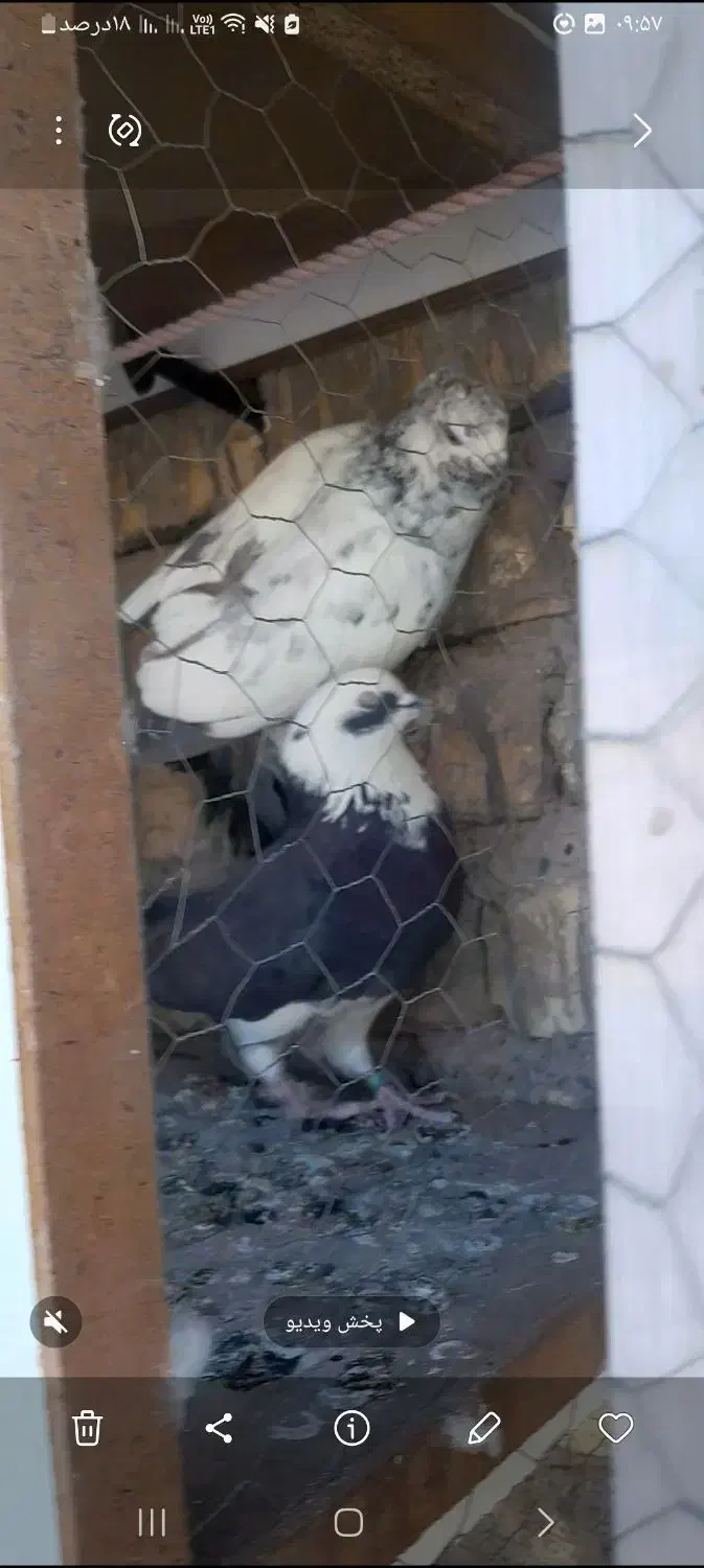 کفتر|پرنده|اصفهان, هفتون|دیوار