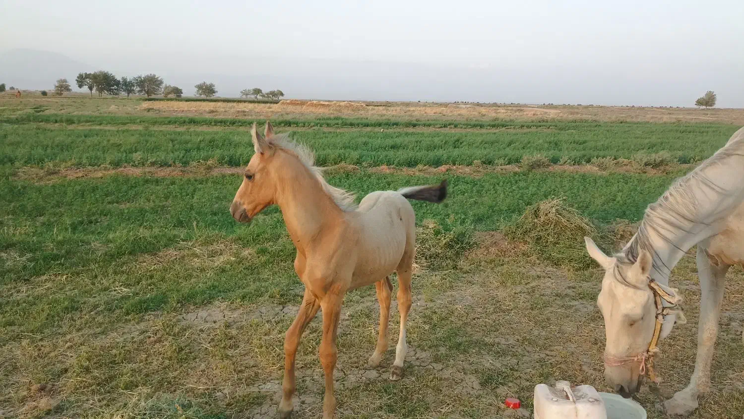 کره عرب خوش استیل و خوش رنگ|اسب و تجهیزات اسب‌سواری|داورزن, |دیوار