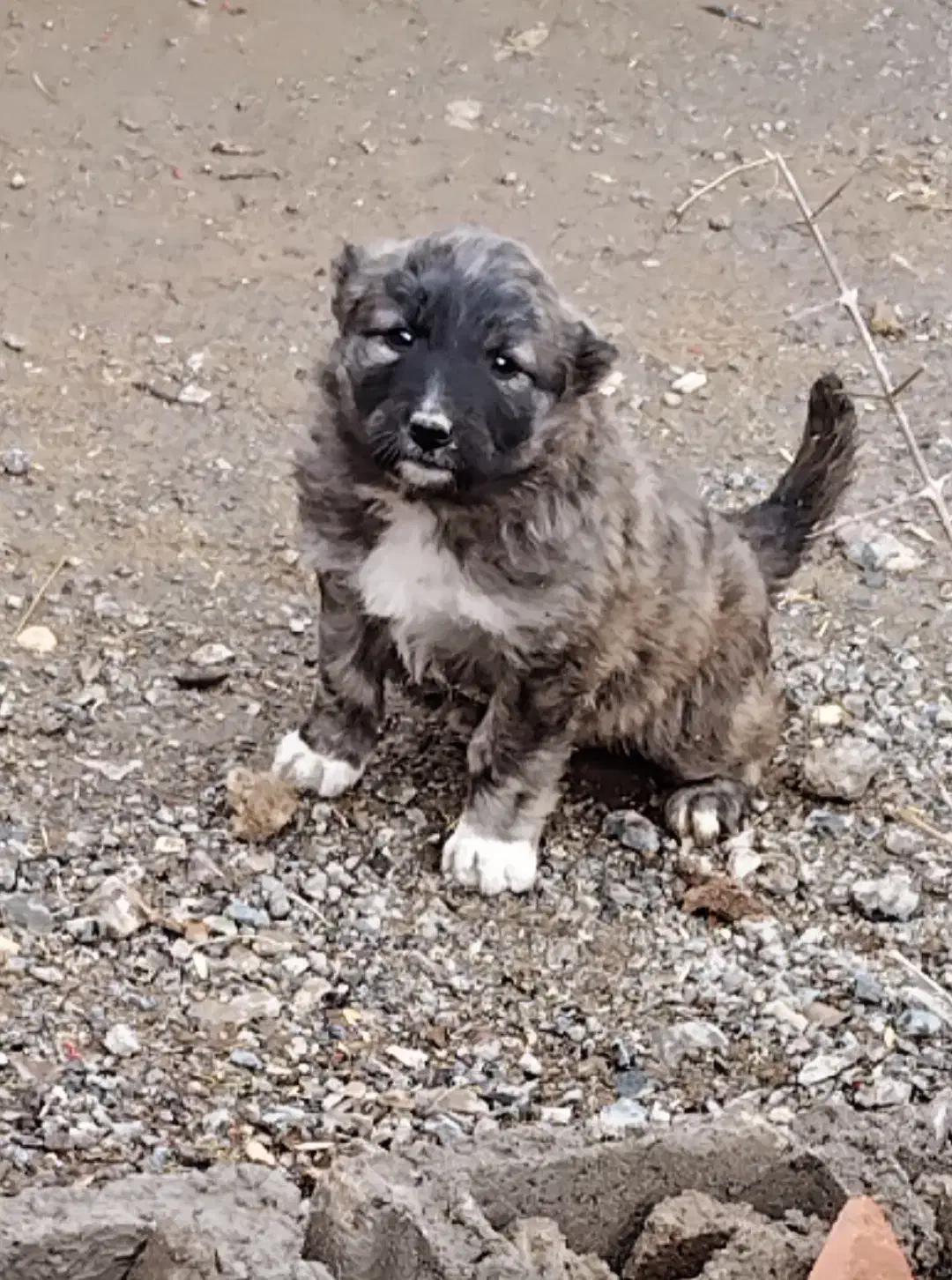 توله ماده|سگ|نیشابور, مازول|دیوار