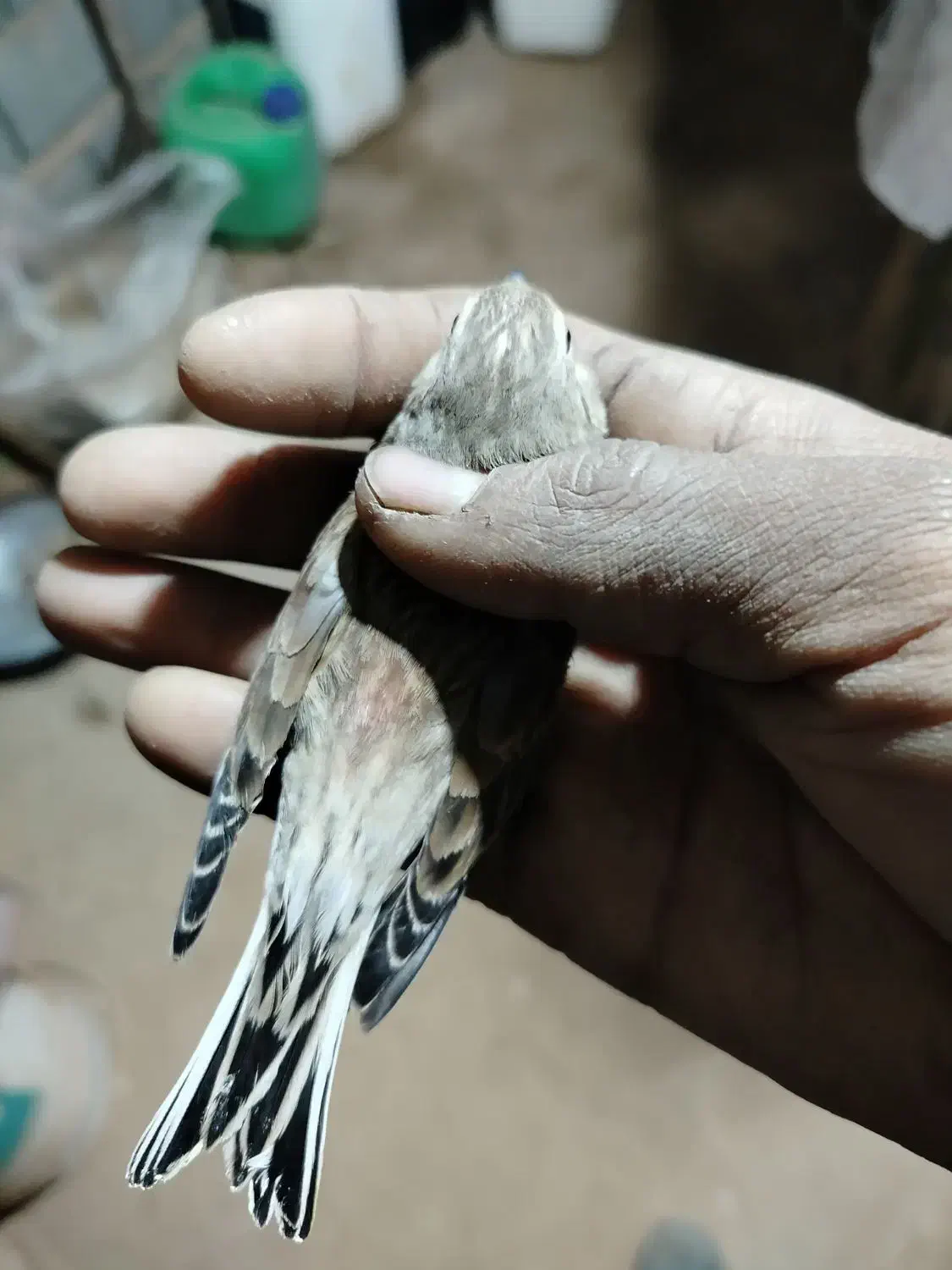 سهره س ی ن سر خ|پرنده|مبارکه, |دیوار