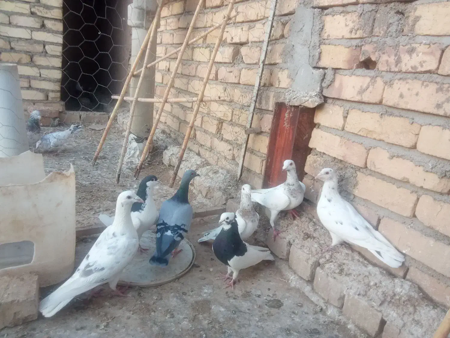 کبوتر|پرنده|اسفرورین, |دیوار