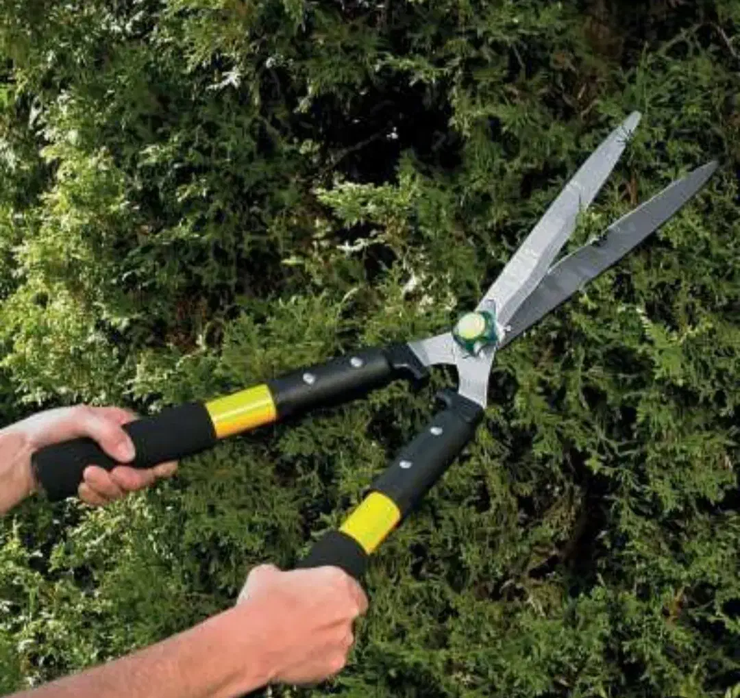 باغچه|خدمات باغبانی و درختکاری|رشت, دیانتی|دیوار