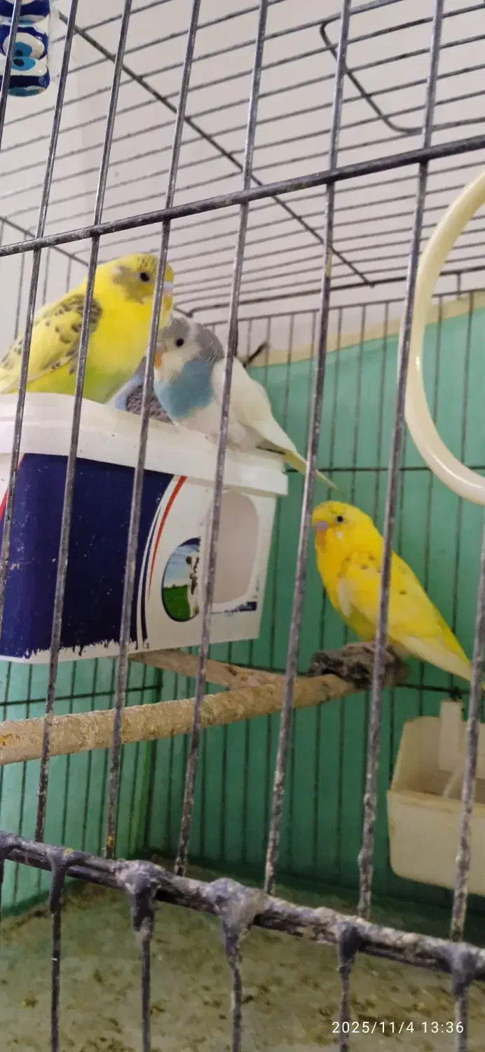 مرغ عشق|پرنده|رزن, |دیوار