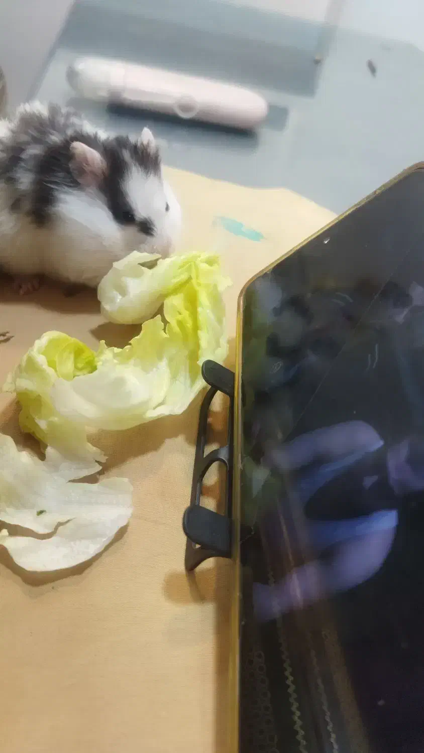 همستر  فقط ۵۰ هزار تومان|موش و خرگوش|اصفهان, مهدی آباد|دیوار