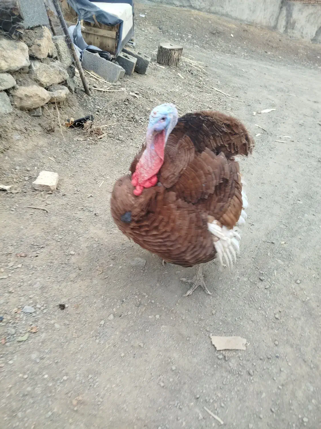 بوقلمون نر|حیوانات مزرعه|سنندج, |دیوار