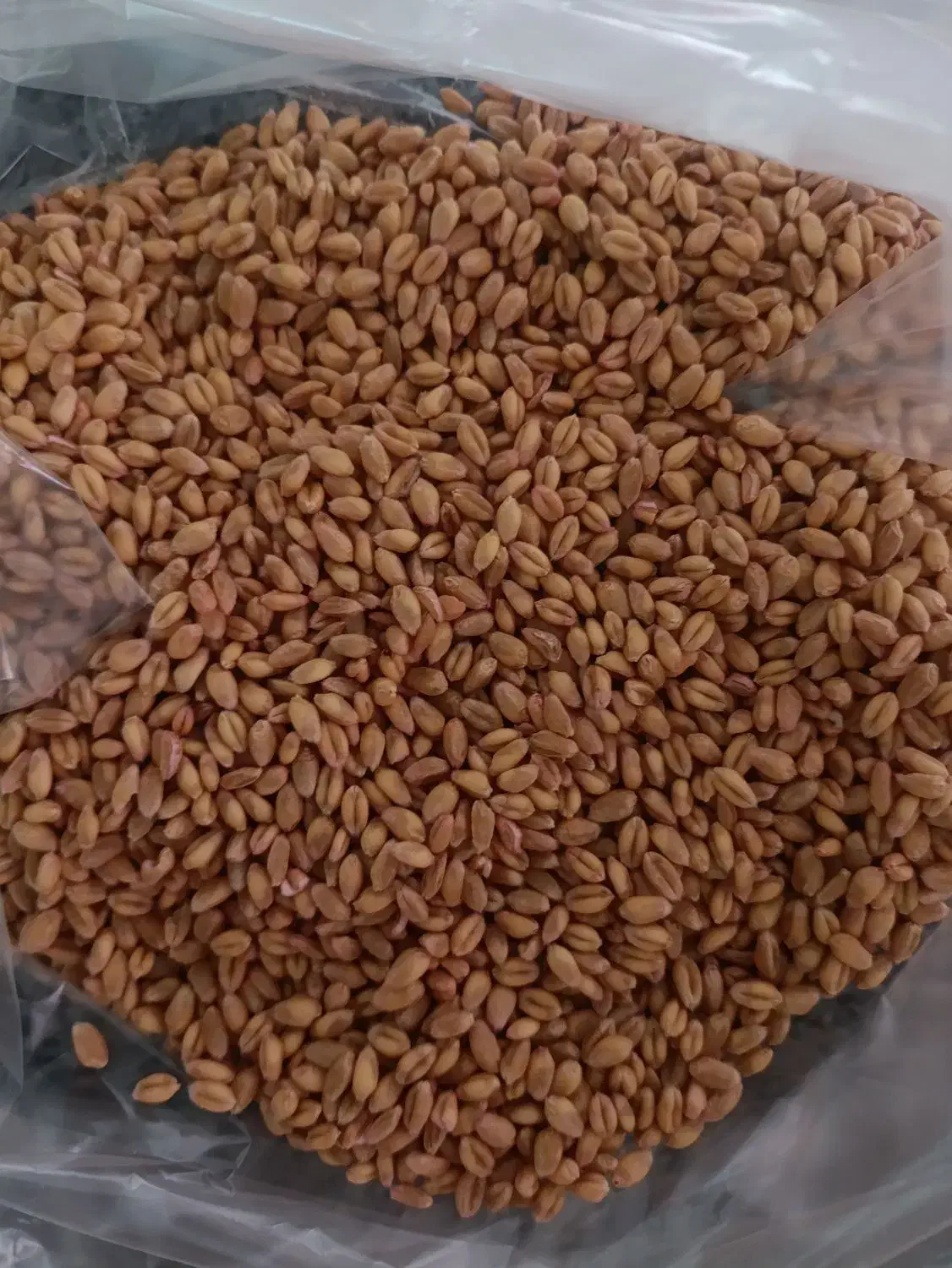 گندم بذری پیشگام سم زده|عمدهفروشی|نهاوند, |دیوار