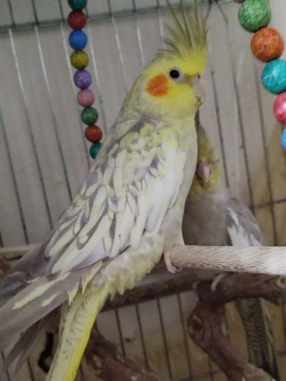 عروس هلندی|پرنده|ساوه, |دیوار