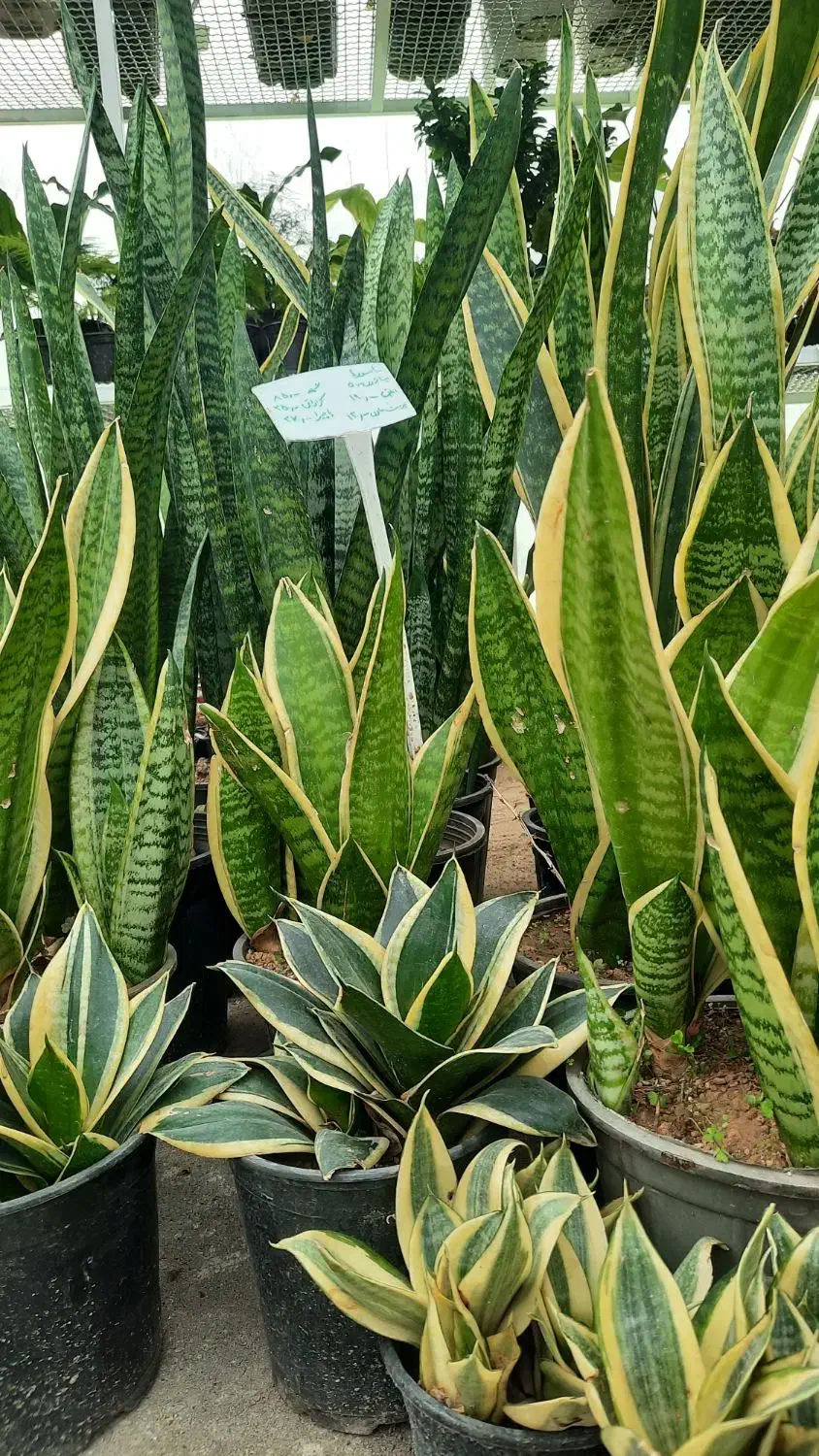 سانسوریا ، پتوس ، سرخس ،کروتون|گل و گیاه طبیعی|مشکیندشت, |دیوار