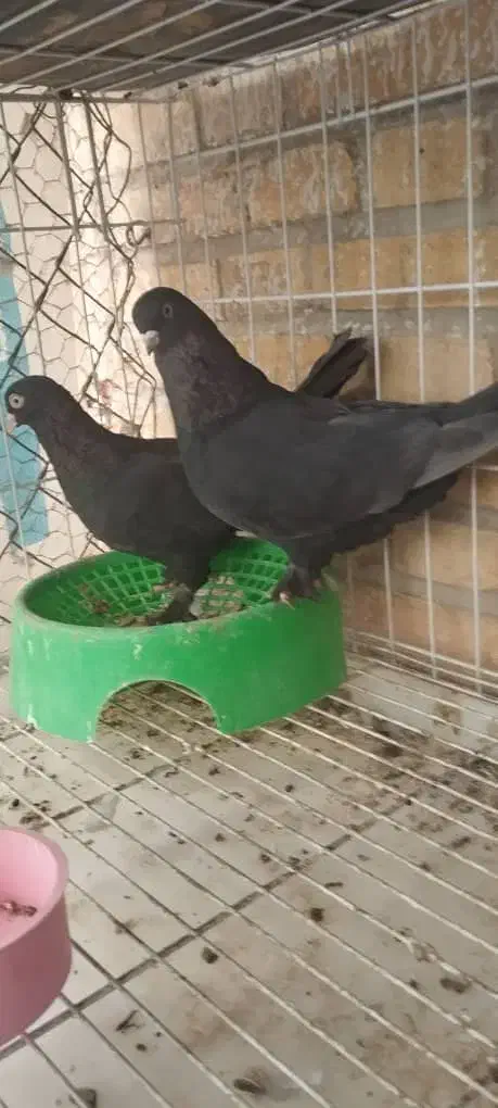 اول بخون|پرنده|بهبهان, |دیوار