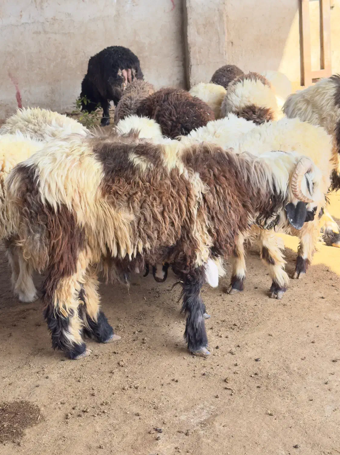 کاوه قوچ تخمی نژاد بختیاری|حیوانات مزرعه|ایذه, |دیوار