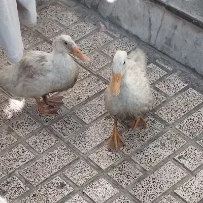 اردک|حیوانات مزرعه|قدس, شهرقدس|دیوار